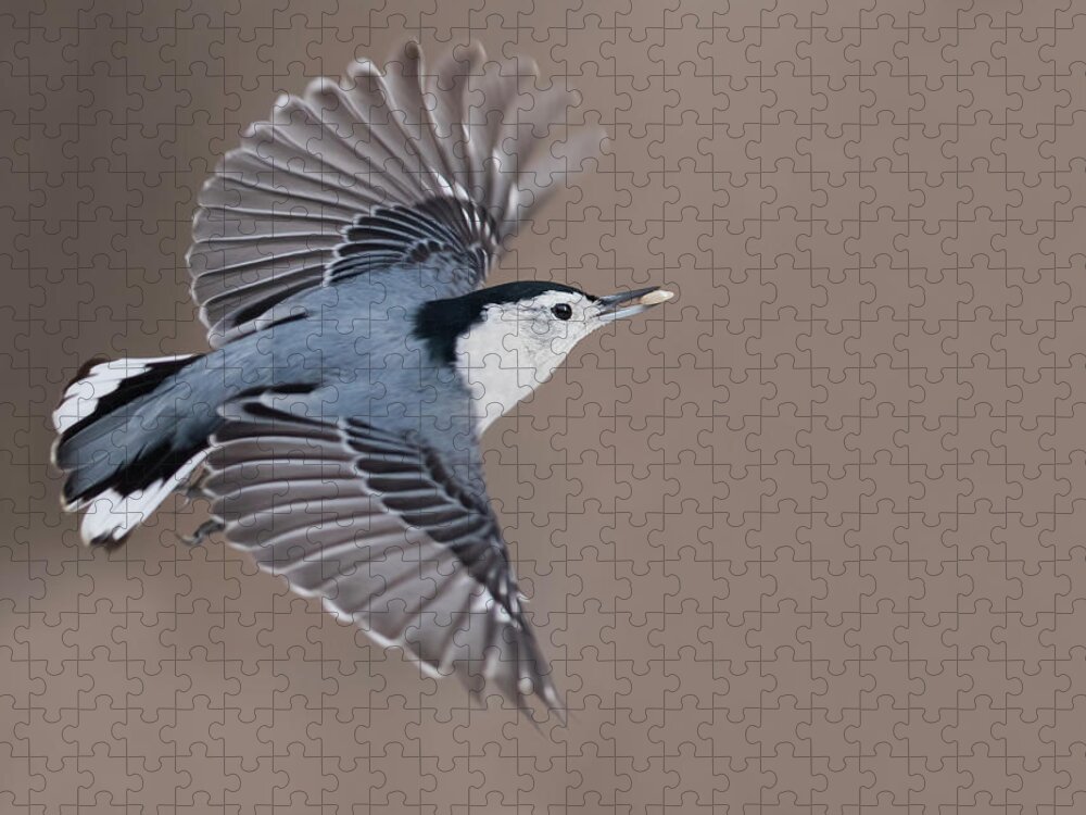 Nuthatch Jigsaw Puzzle featuring the photograph Nuthatch in flight by Mircea Costina Photography