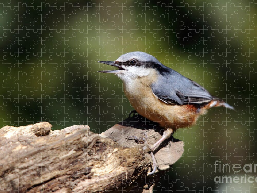 Nuthatch Jigsaw Puzzle featuring the photograph Nuthatch by Maria Gaellman