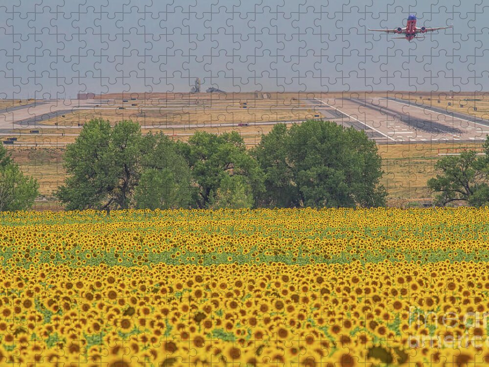 Sunflower Fields Jigsaw Puzzle featuring the photograph O'er Fields of Gold by Jim Garrison