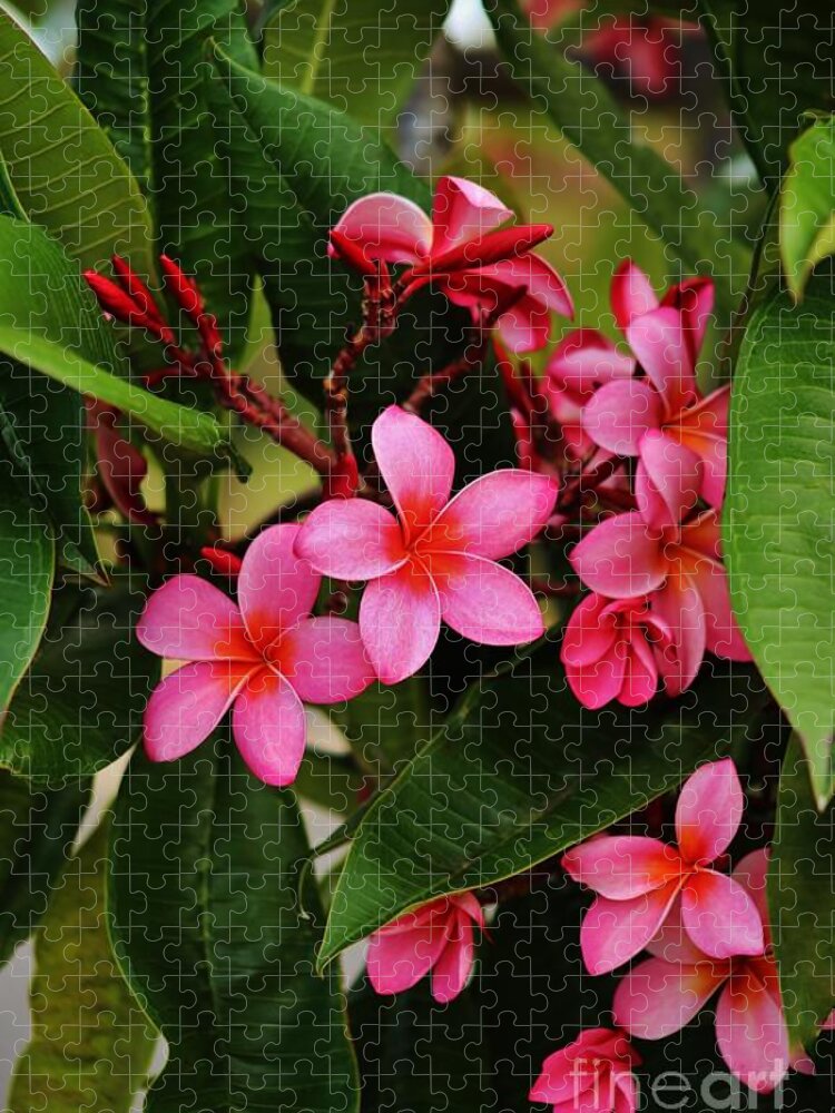 Pink Plumaria Jigsaw Puzzle featuring the photograph Oh What Color by Craig Wood