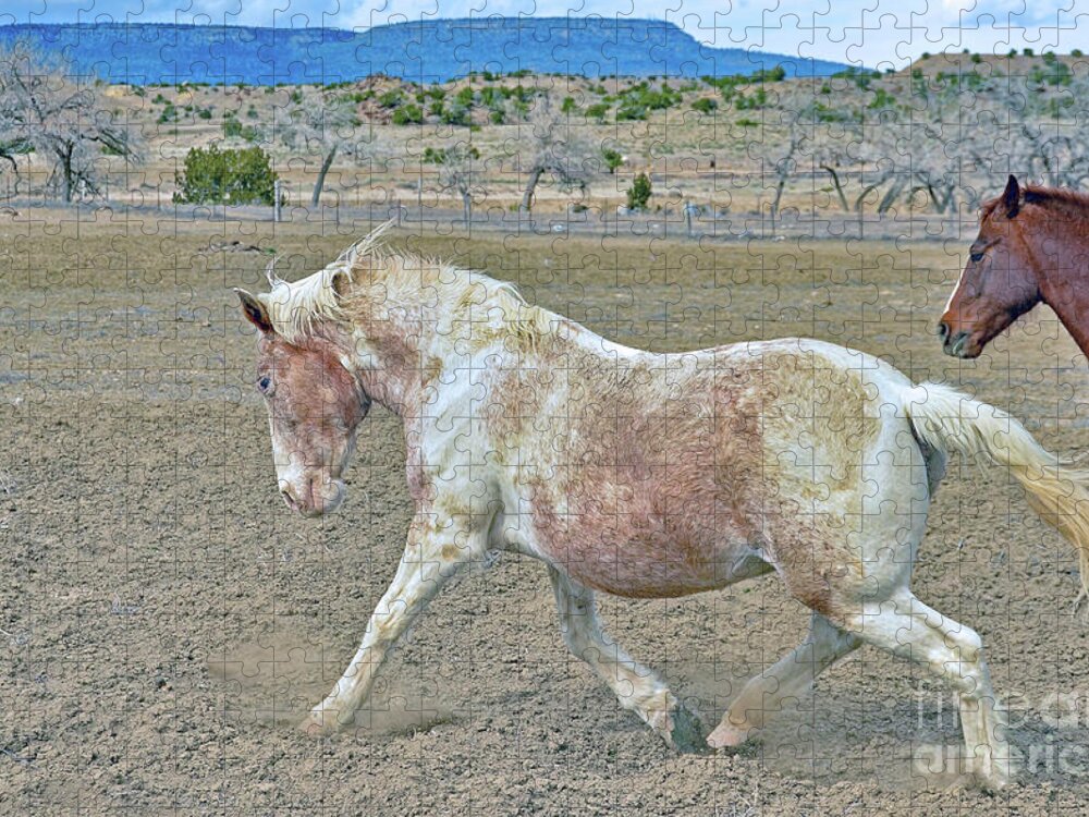 Horse Jigsaw Puzzle featuring the photograph Old Mare by Debby Pueschel