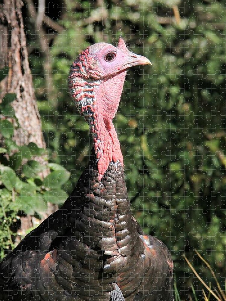 Wild Turkey Jigsaw Puzzle featuring the photograph On High Alert by Doris Potter