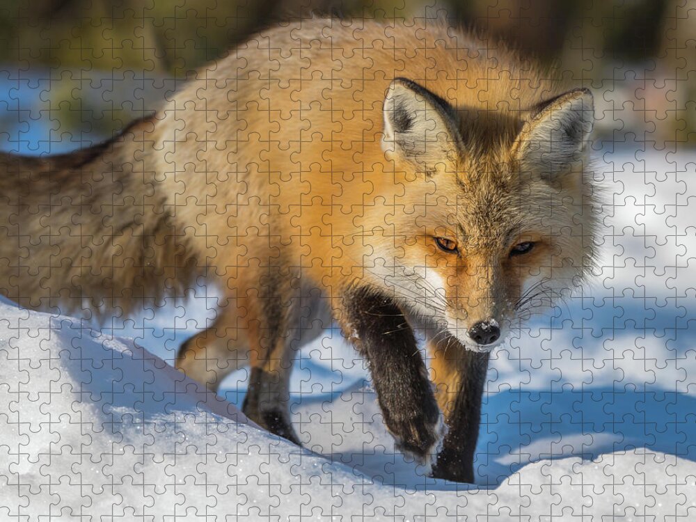 Red Fox Jigsaw Puzzle featuring the photograph On Point by Yeates Photography