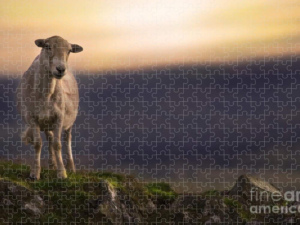 Sheep Jigsaw Puzzle featuring the photograph On The Top Of The Hill by Ang El