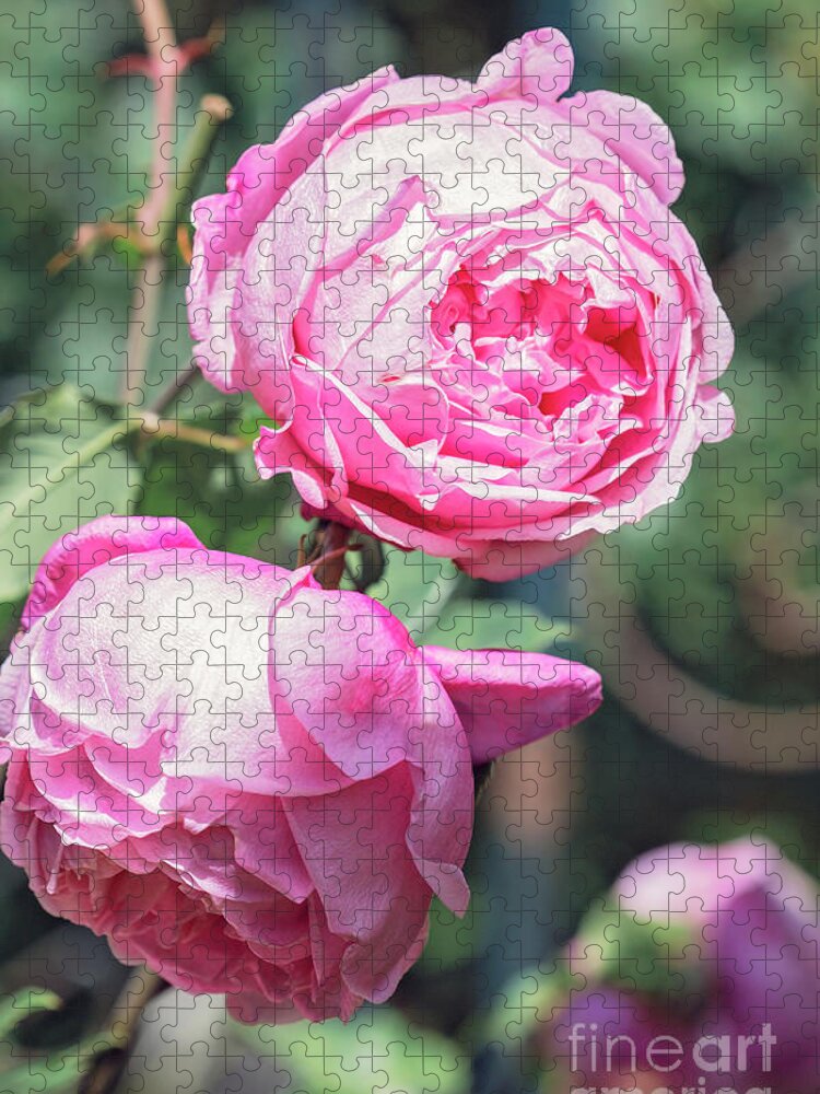 Rose Jigsaw Puzzle featuring the photograph One bold, one bashful by Linda Lees