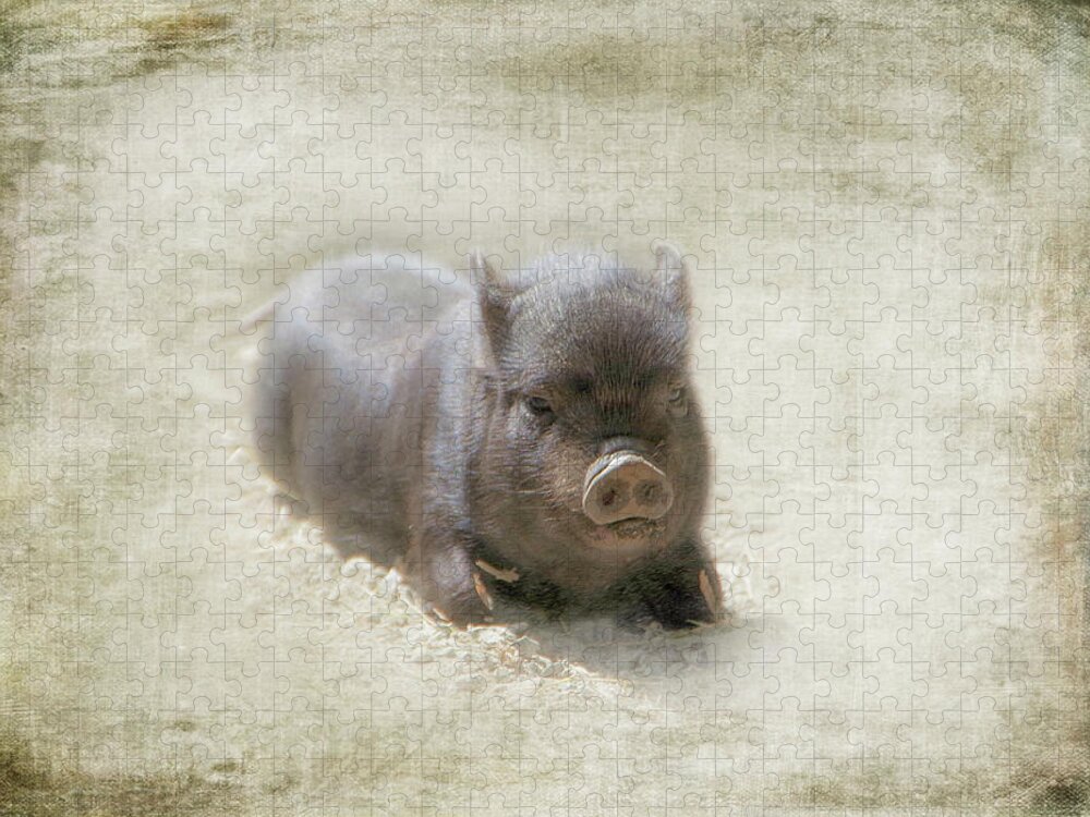 Pig Jigsaw Puzzle featuring the photograph One Little Piggy by Marilyn Wilson