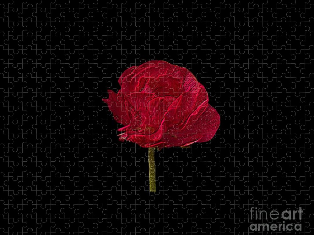 Flower Jigsaw Puzzle featuring the photograph One Red Flower Tee Shirt by Donna Brown