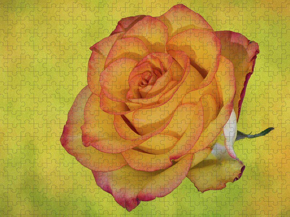 Detailed Rose Jigsaw Puzzle featuring the photograph Only a Rose by John Roach