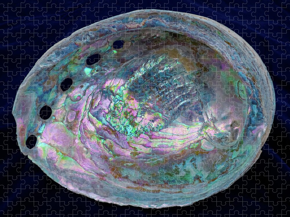 Abalone Jigsaw Puzzle featuring the photograph Opalescent Abalone Seashell on Blue Velvet by Kathy Anselmo