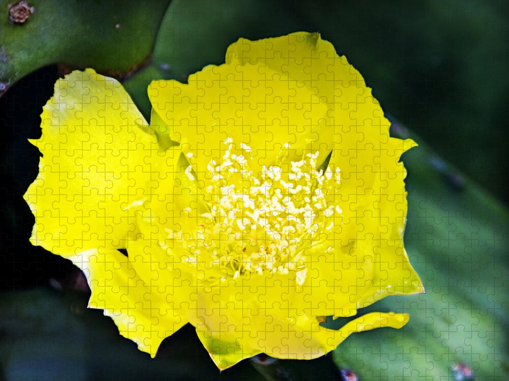 Opuntia Basilaris Jigsaw Puzzle featuring the photograph Opuntia basilaris Flower _2a by Walter Herrit