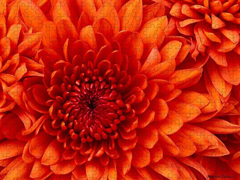 Chrysanthemums Jigsaw Puzzle featuring the photograph Orange Bloom by Marian Lonzetta