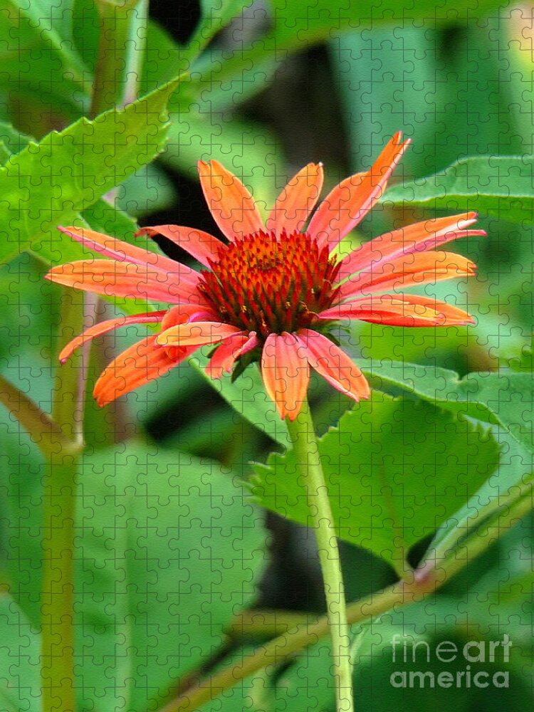 Coneflower Jigsaw Puzzle featuring the photograph Orange Coneflower by Sue Melvin