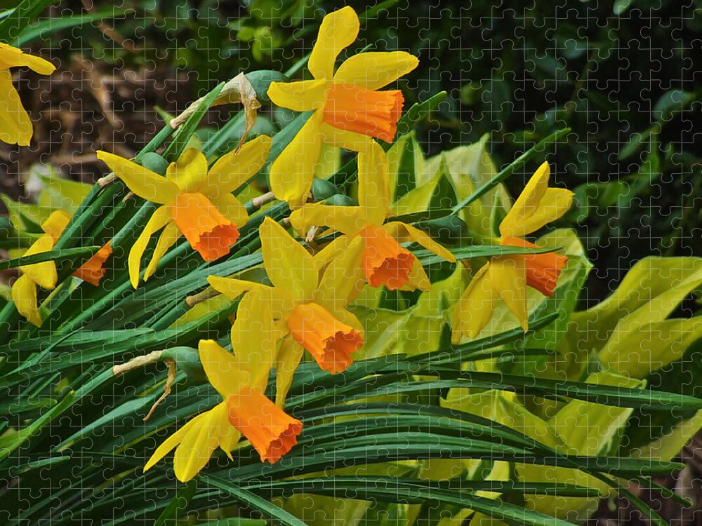Narcissus Jigsaw Puzzle featuring the photograph Orange Cup Narcissus by Janis Senungetuk