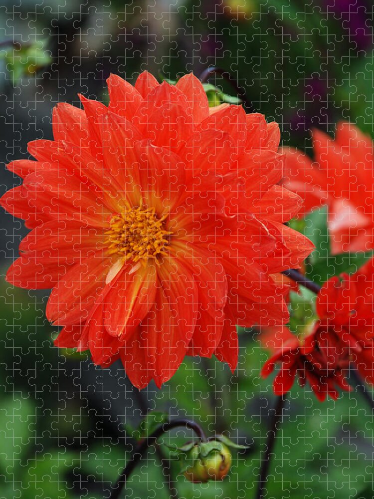 Orange Jigsaw Puzzle featuring the photograph Orange Dahlia by Carol Eliassen
