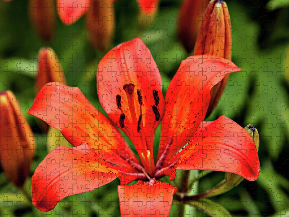  Jigsaw Puzzle featuring the photograph Orange Day Lilly Single by Mary Jo Allen