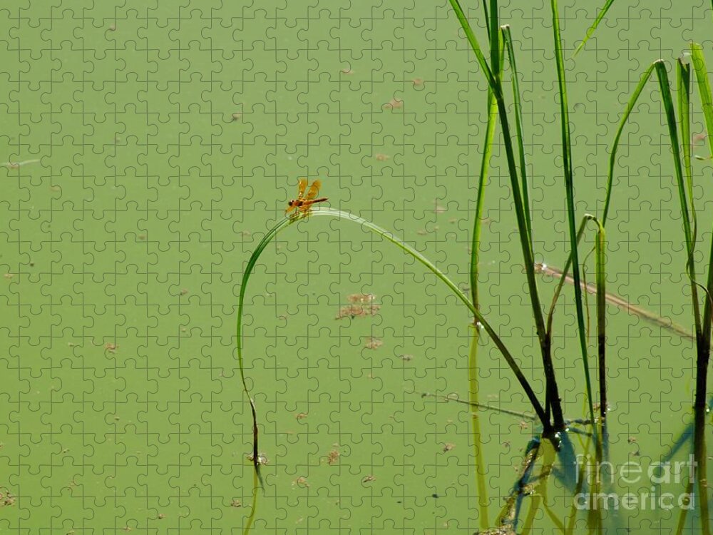 Dragonfly Jigsaw Puzzle featuring the photograph Orange Dragonfly by Craig Wood