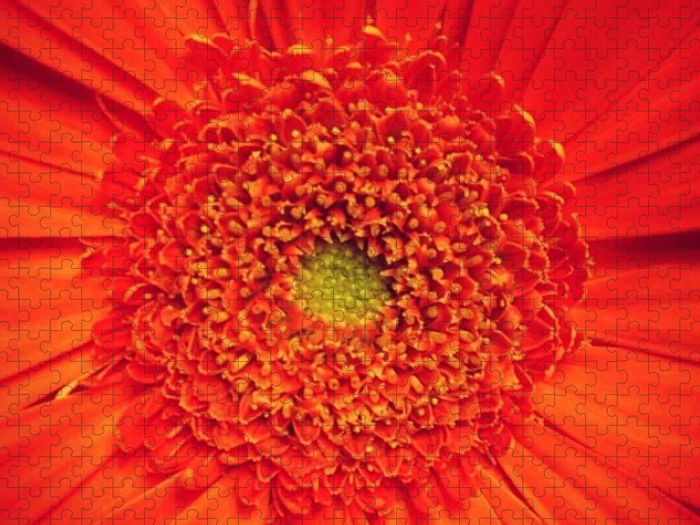 Flower Jigsaw Puzzle featuring the photograph Orange for Andy by Denise Railey