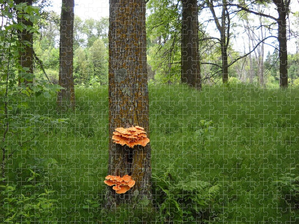Fungi Jigsaw Puzzle featuring the photograph Orange Fungi on a Tree by Kent Lorentzen