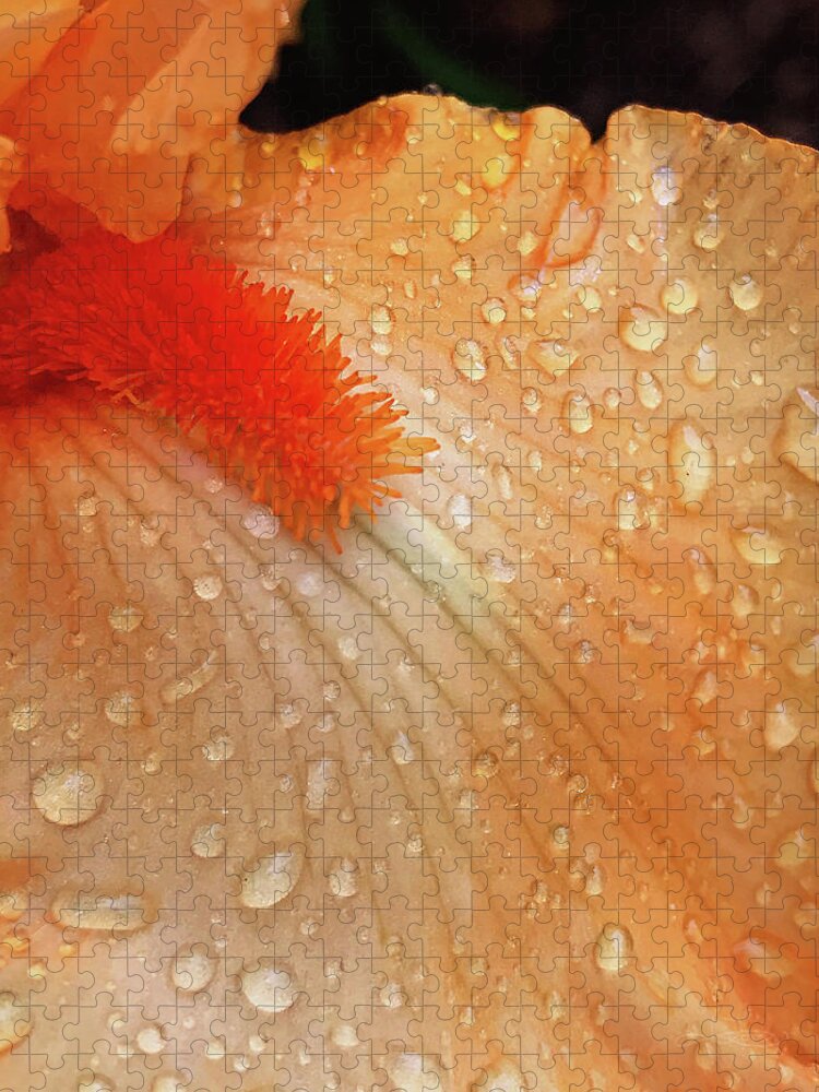 Iris Jigsaw Puzzle featuring the photograph Orange Sherbet by Jill Love