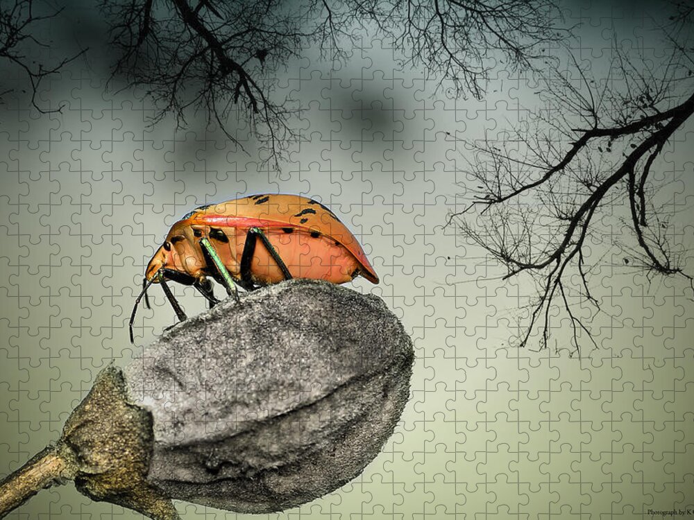 Stink Bug Jigsaw Puzzle featuring the photograph Orange stink bug 001 by Kevin Chippindall