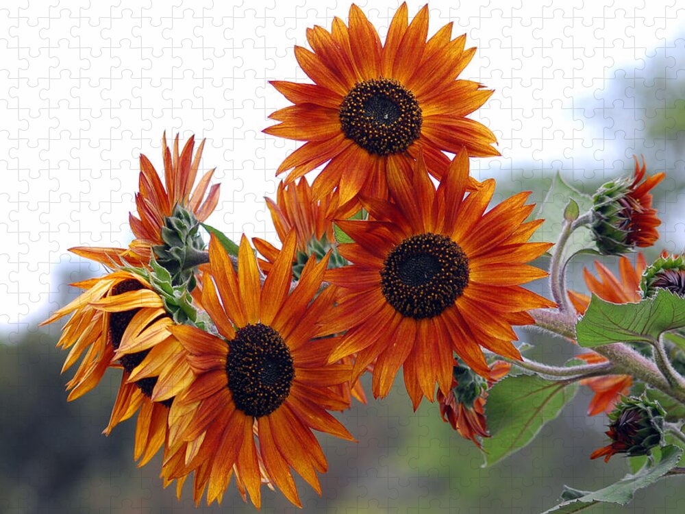 Sunflower Jigsaw Puzzle featuring the photograph Orange Sunflower 1 by Amy Fose