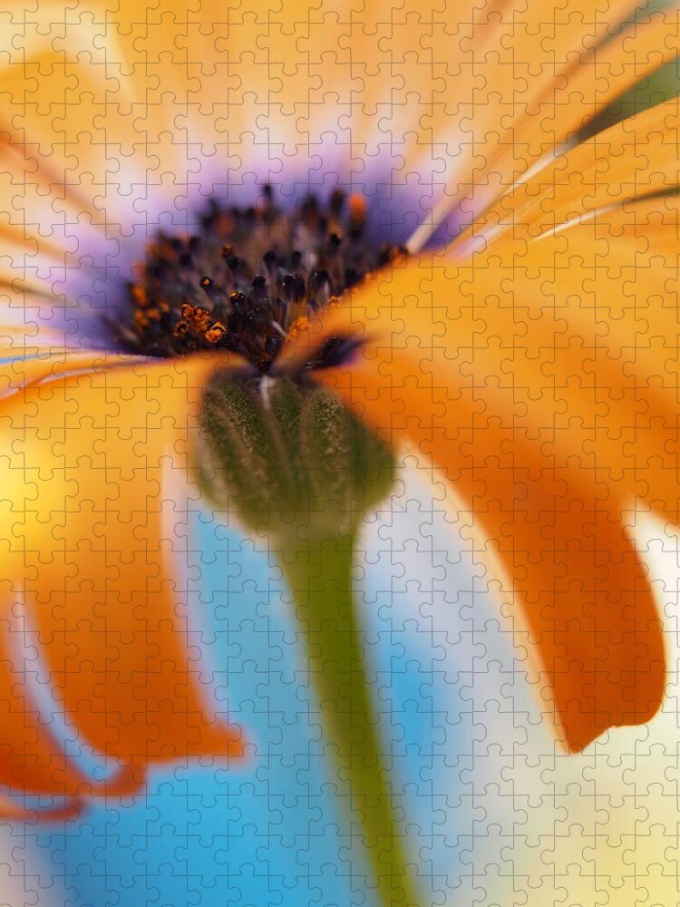 Flowers Jigsaw Puzzle featuring the photograph Orange Symphony Blues by Dorothy Lee