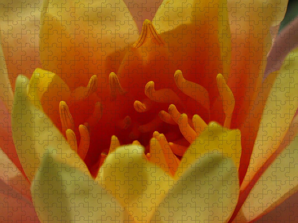 Lily Jigsaw Puzzle featuring the photograph Orange Water Lily by Juergen Roth