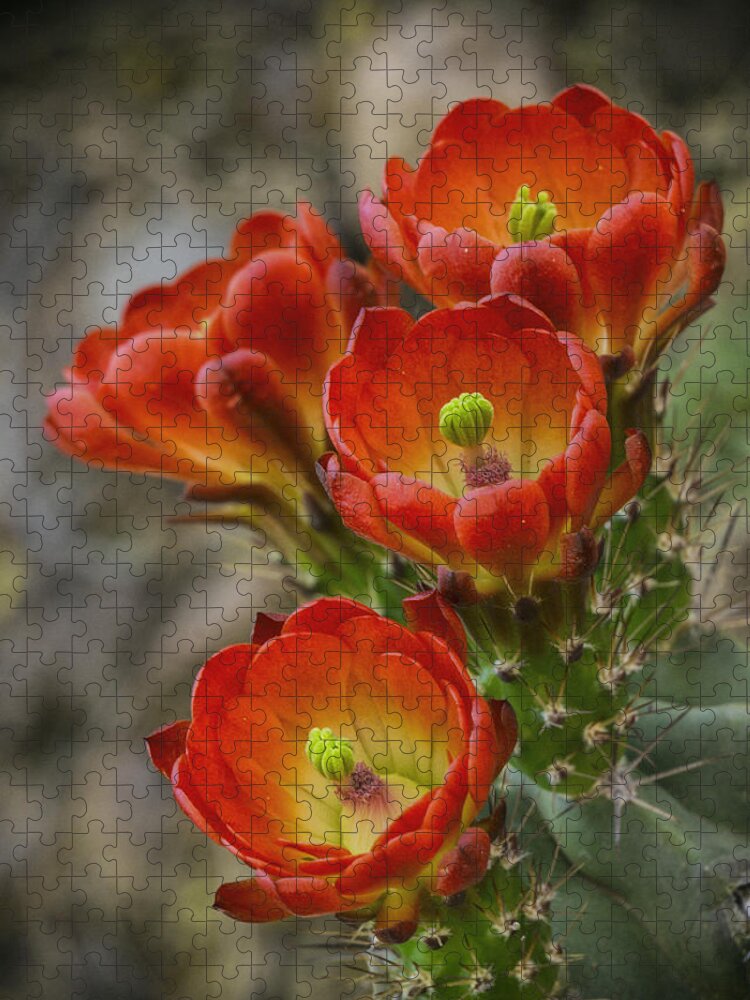 Claret Cup Cactus Jigsaw Puzzle featuring the photograph Orange Ya Beautiful by Saija Lehtonen