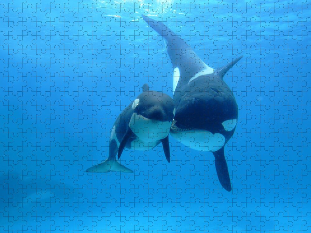 Mp Jigsaw Puzzle featuring the photograph Orca Mother And Newborn by Hiroya Minakuchi