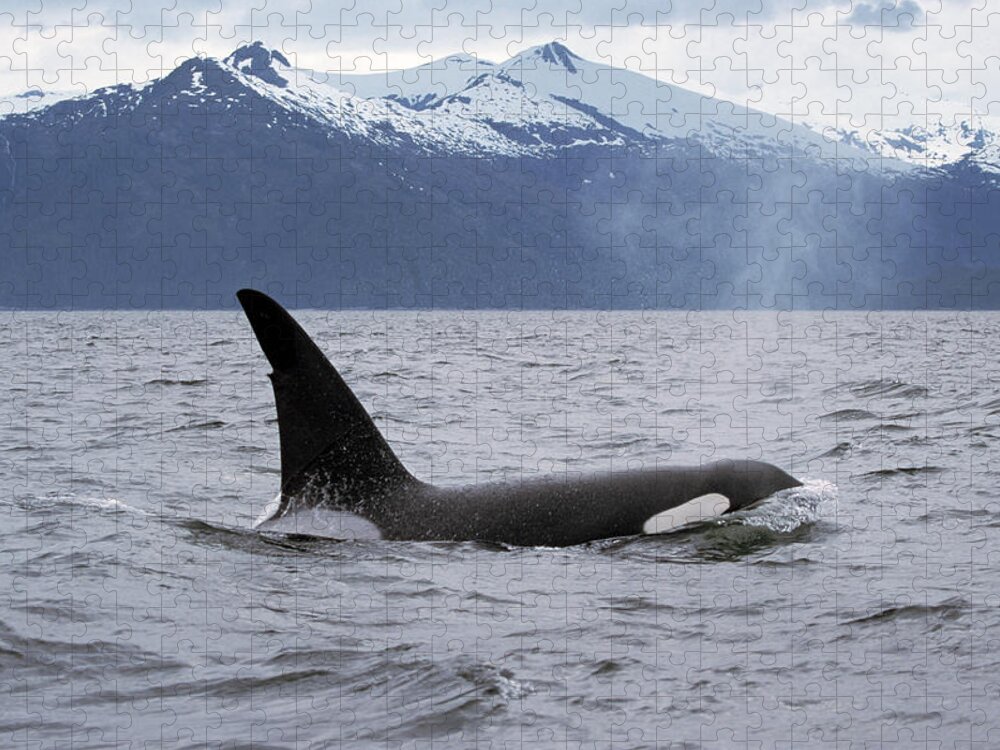 00196735 Jigsaw Puzzle featuring the photograph Orca in Inside Passage by Konrad Wothe
