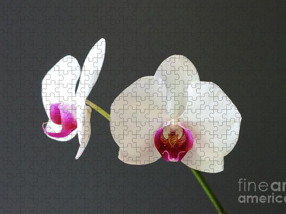 Orchid Jigsaw Puzzle featuring the photograph Orchid Blooms by Laurel Best