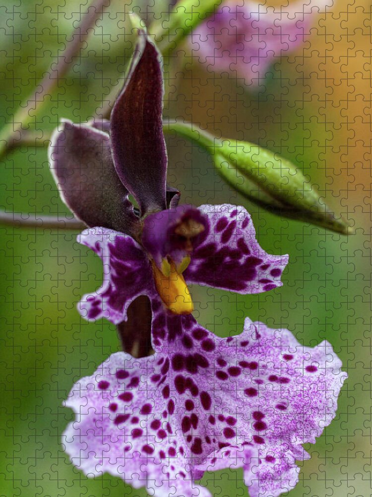 Orchid Jigsaw Puzzle featuring the photograph Orchid - Caucaea rhodosticta by Heiko Koehrer-Wagner