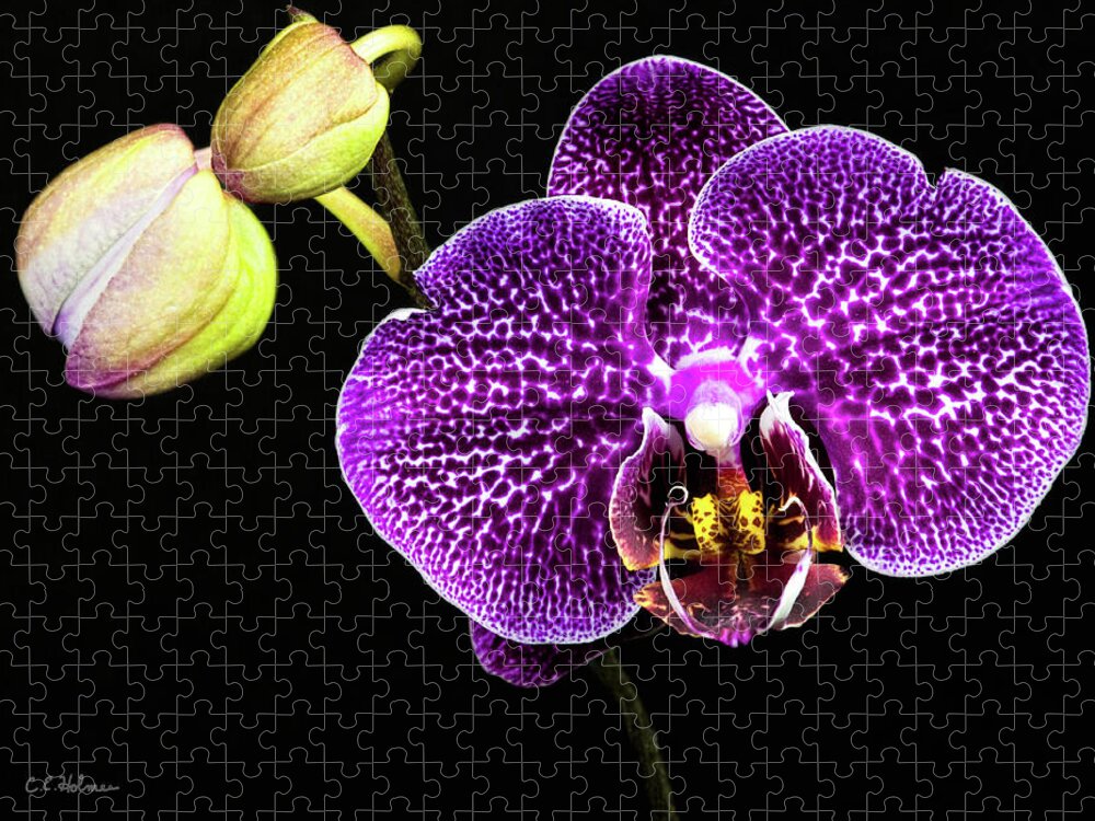 Orchid Jigsaw Puzzle featuring the photograph Orchid by Christopher Holmes