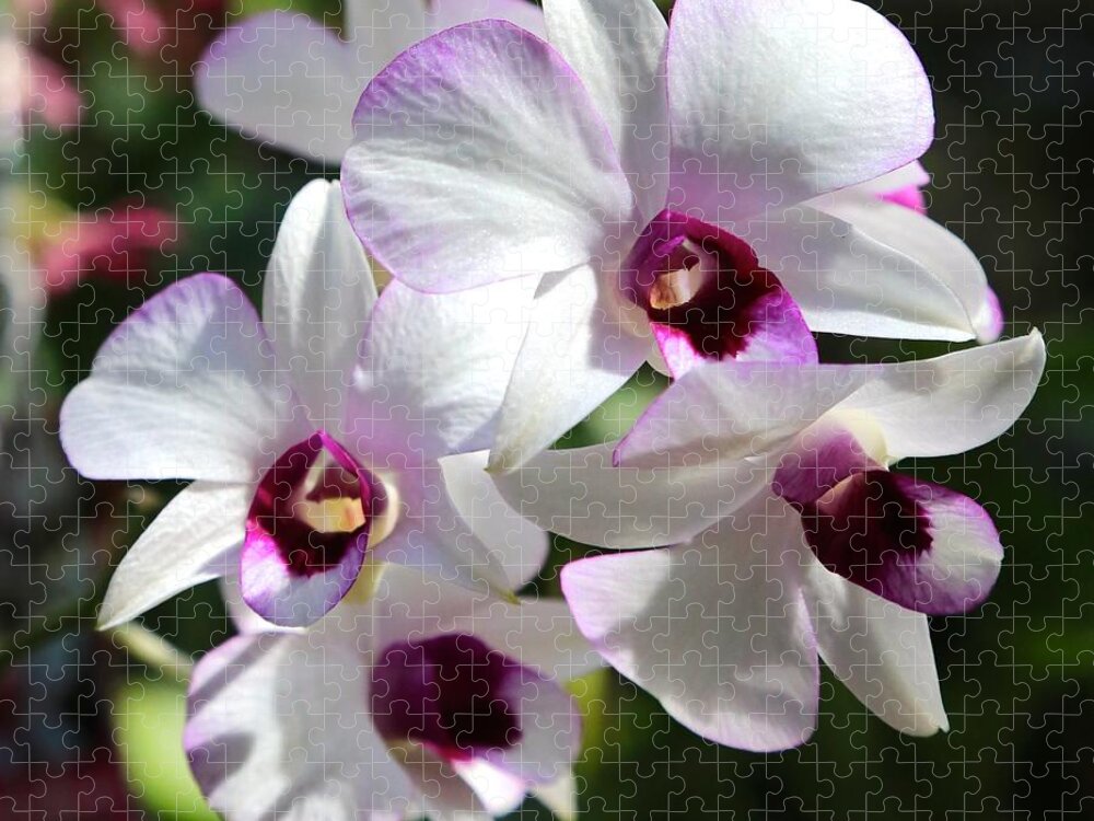 Orchid Jigsaw Puzzle featuring the photograph Orchid Square 2 by Carol Groenen
