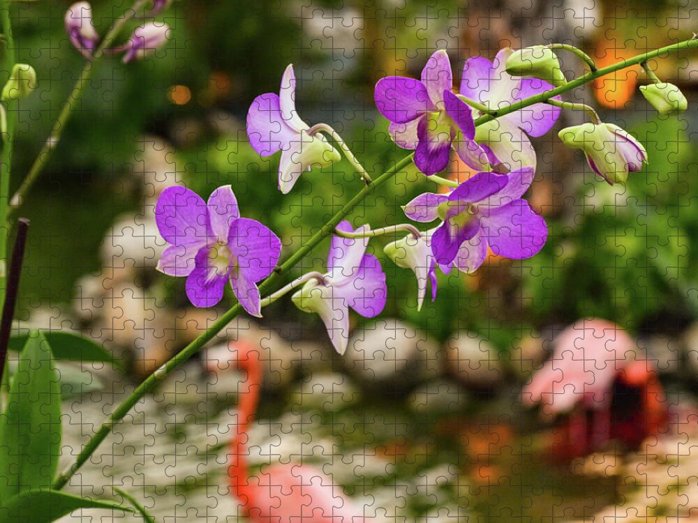 Orchid Jigsaw Puzzle featuring the photograph Orchids in Paradise by Nicole Lloyd