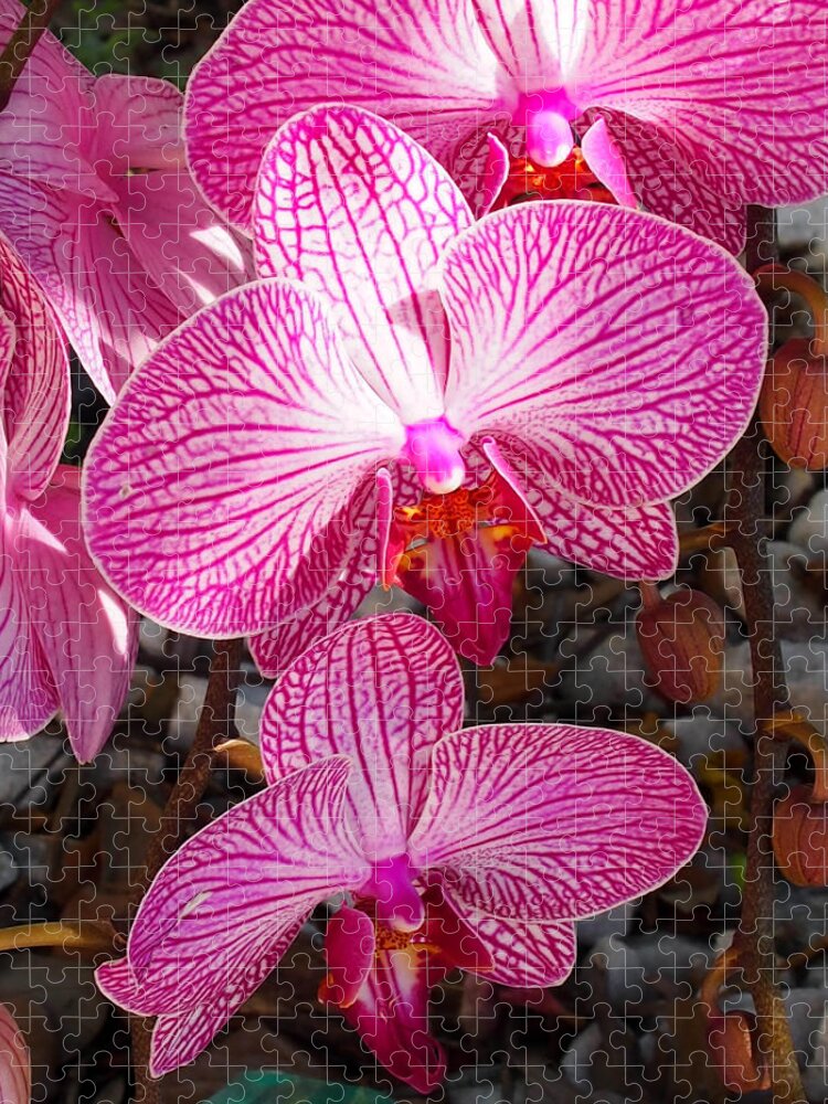 Karen Zuk Rosenblatt Art And Photography Jigsaw Puzzle featuring the photograph Orchids-Phalaenopsis by Karen Zuk Rosenblatt