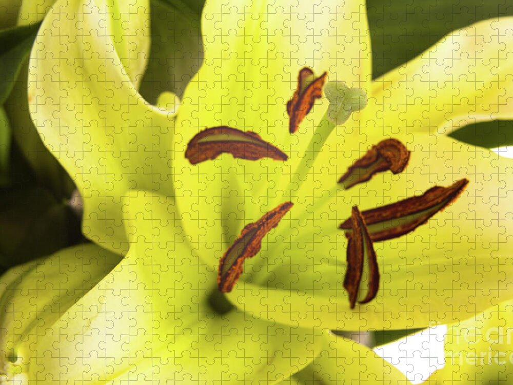 Alive Jigsaw Puzzle featuring the photograph Oriental Lily Flower by Raul Rodriguez