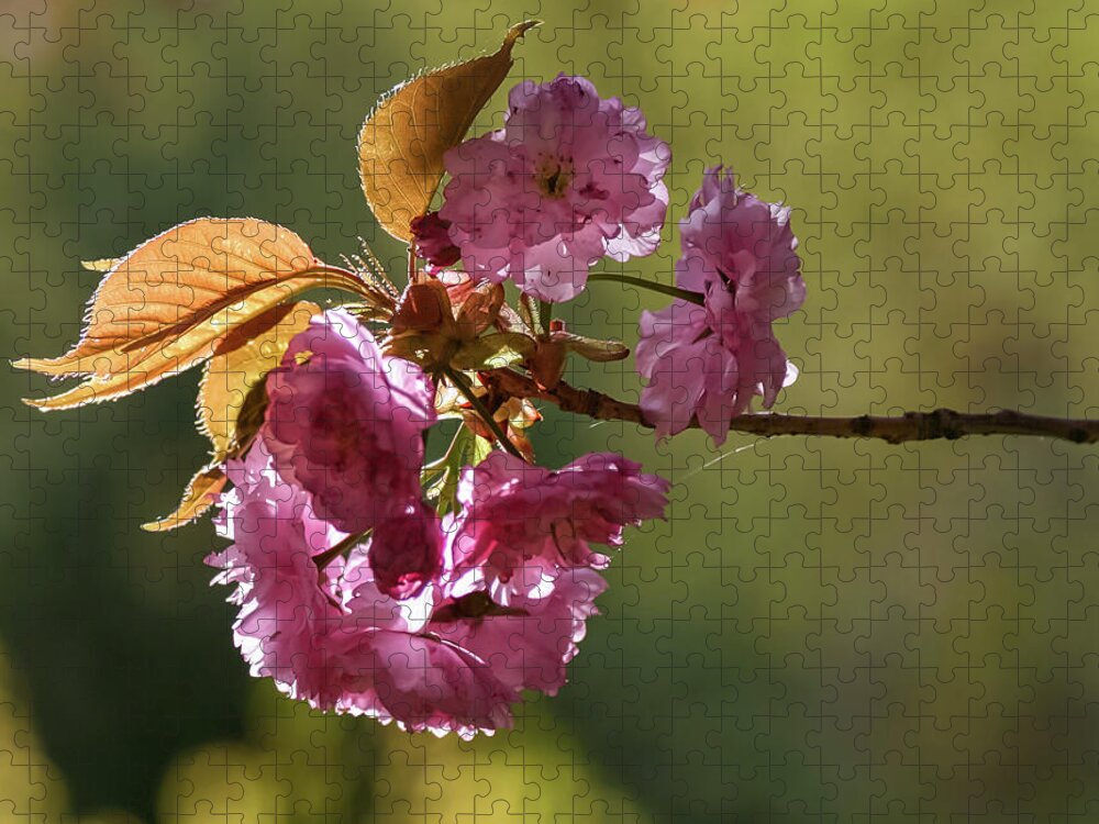 Flowers Jigsaw Puzzle featuring the photograph Ornamental Cherry Blossoms - by Julie Weber