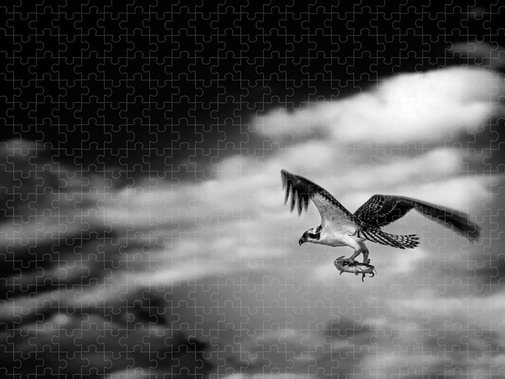 Osprey Jigsaw Puzzle featuring the photograph Osprey Catch of the Day by Greg and Chrystal Mimbs