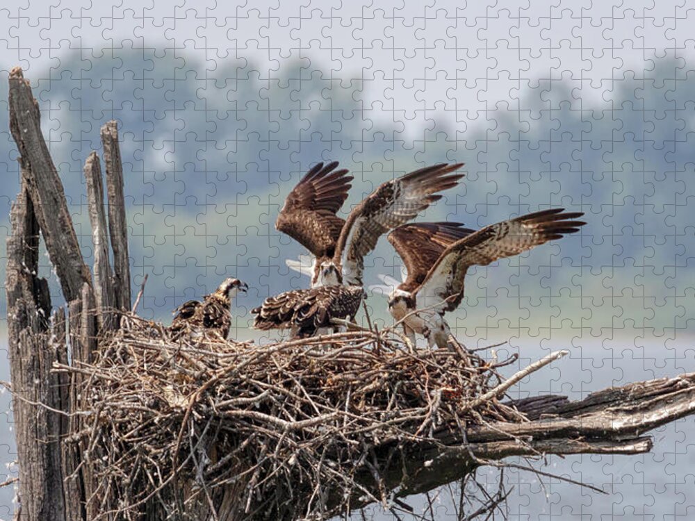 Osprey Jigsaw Puzzle featuring the photograph Osprey Flying Class by Susan Rissi Tregoning