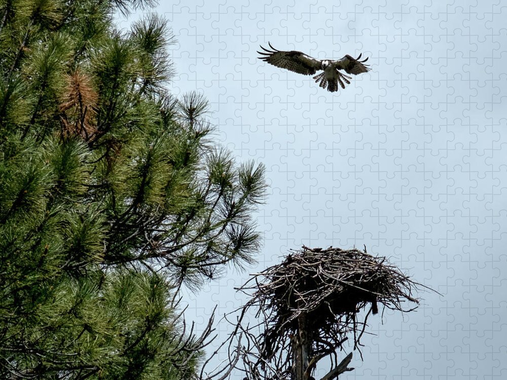 Animals Jigsaw Puzzle featuring the photograph Osprey Landing on Nest by Mary Lee Dereske