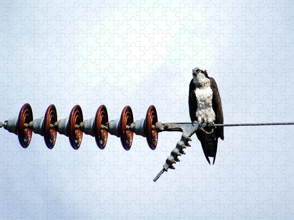 Birds Jigsaw Puzzle featuring the photograph Osprey on Powerline 1 by Ben Upham III