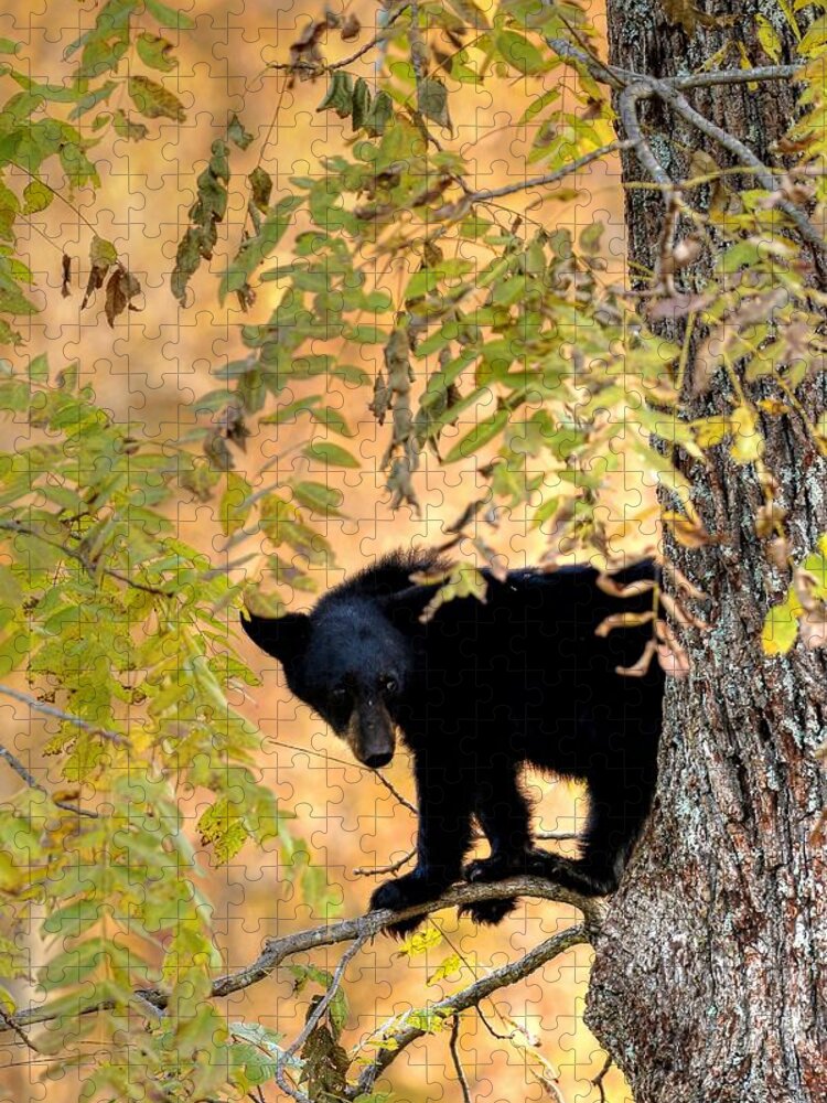 Black Bear Jigsaw Puzzle featuring the photograph Out On A Limb by Carol Montoya
