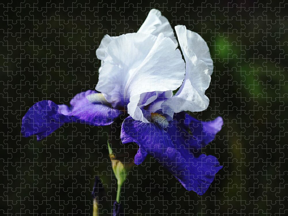 Iris Jigsaw Puzzle featuring the photograph Out Yonder In The Spring Garden by Debbie Oppermann