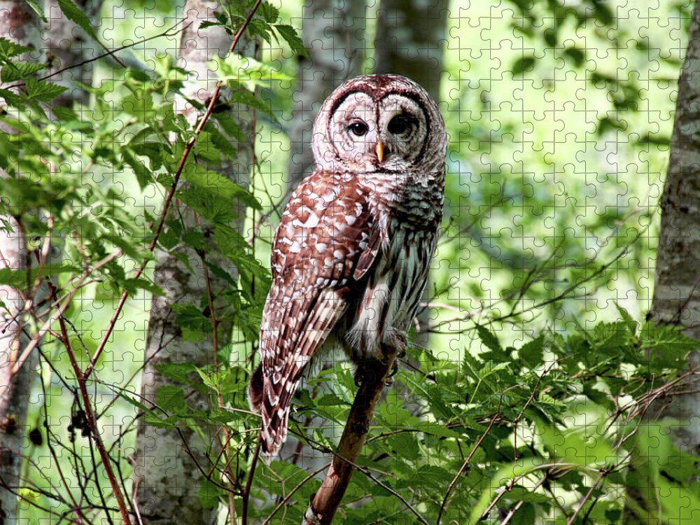 Owl Jigsaw Puzzle featuring the photograph Owl in the Forest by Peggy Collins