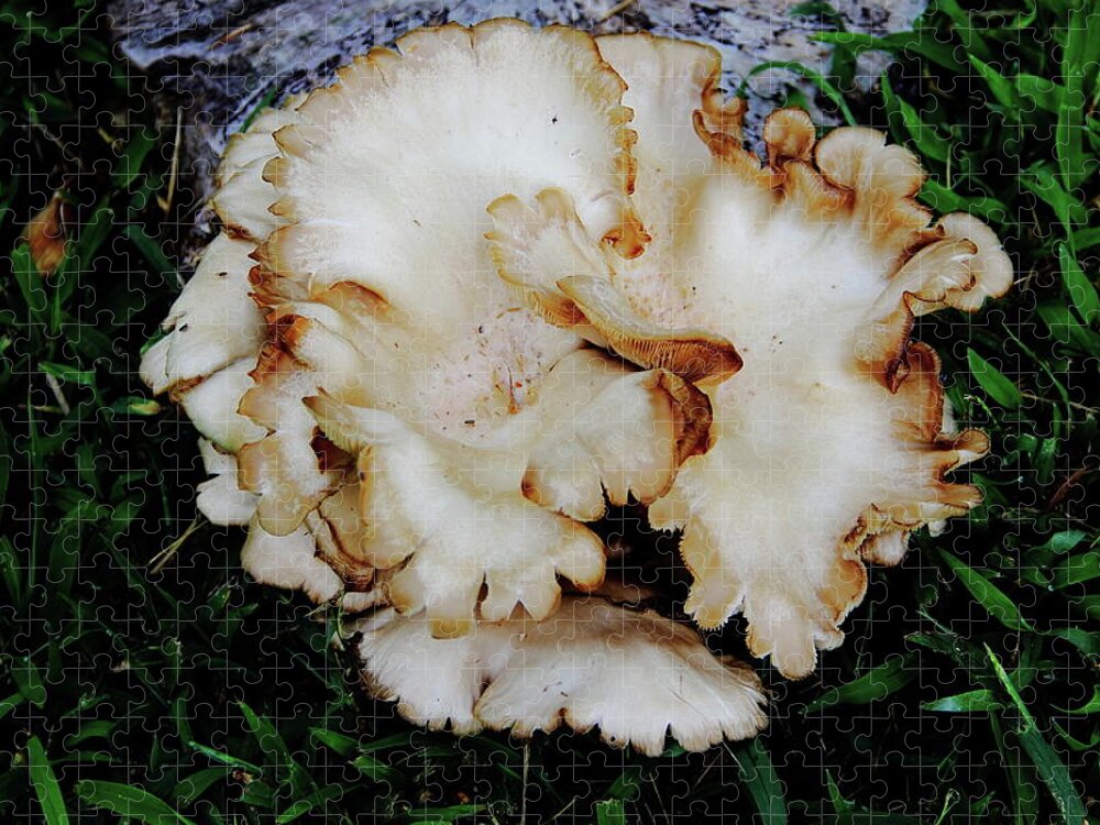  Oyster Mushroom Jigsaw Puzzle featuring the photograph Oyster Mushroom by Allen Nice-Webb