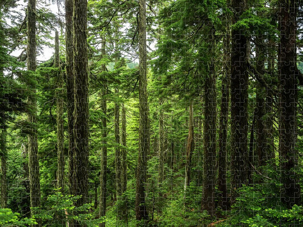 Scenic Jigsaw Puzzle featuring the photograph Pacific Northwest Forest by Pelo Blanco Photo