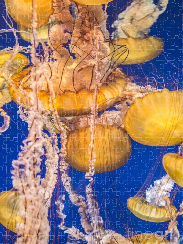 The Aquarium Of The Pacific Jigsaw Puzzle featuring the photograph Pacific Sea Nettles 7 by David Zanzinger