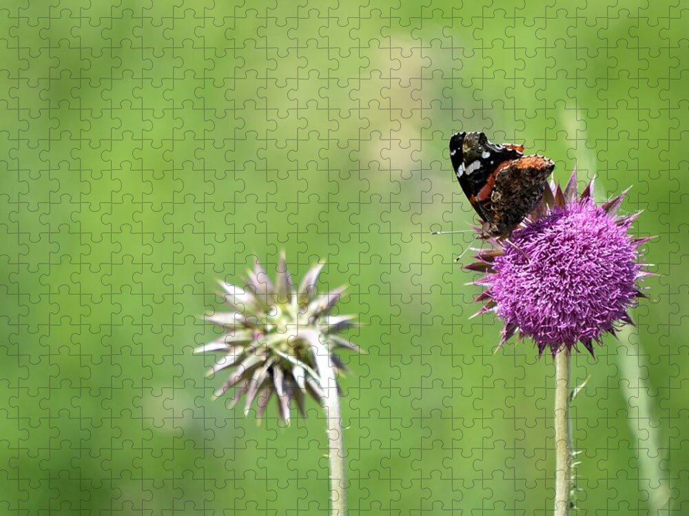 Butterfly Jigsaw Puzzle featuring the photograph Painted On A Thistle by Bonfire Photography