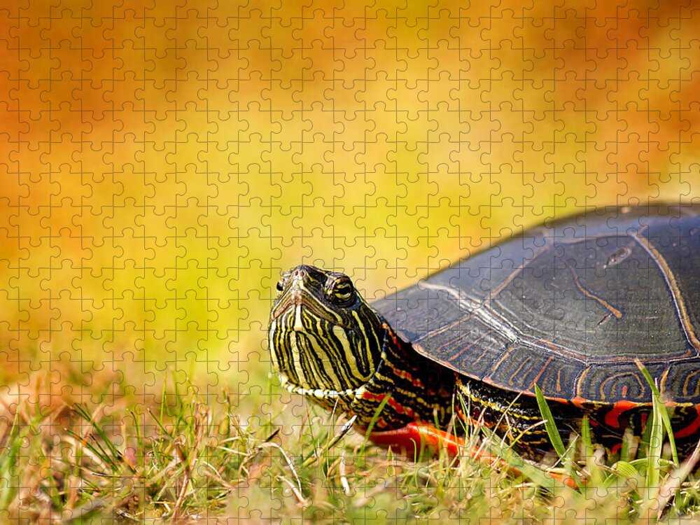Painted Turtle Photo Jigsaw Puzzle featuring the photograph Painted Turtle Print by Gwen Gibson